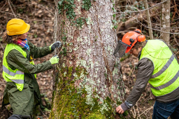 Best Hazardous Tree Removal  in West Frankfort, IL