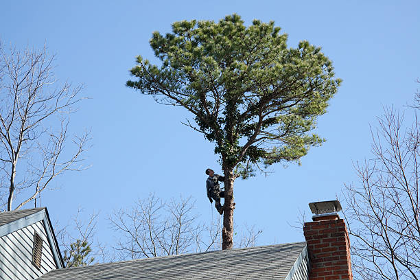 West Frankfort, IL Tree Care Company